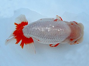 知多昇蘭会 取締一 野口 弘 知多昇蘭会 取締一 野口 弘