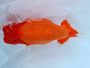 知多昇蘭会 取締二 都築明彦 知多昇蘭会 取締二 都築明彦