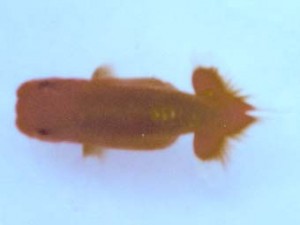 銚子愛魚会　第三回研究会　西大関　市川武男