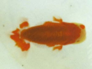 銚子愛魚会　第三回研究会　立行司　山岡　仁