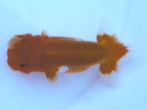 銚子愛魚会　第三回研究会　取締一　平山一彦