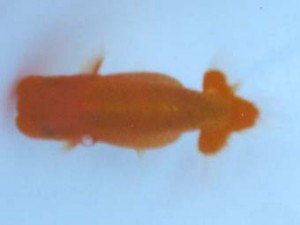 銚子愛魚会　第三回研究会　取締二　松村賢隆