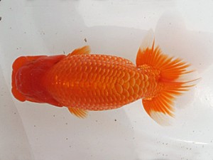 福岡観魚会　東大関　淑　出口義幸　鳥栖みやき