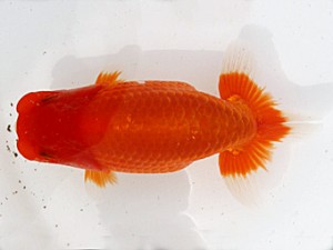 福岡観魚会　西大関　香　出口義幸　鳥栖みやき