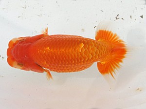 福岡観魚会　立行司　出雲の華　森脇文明　福岡観魚会