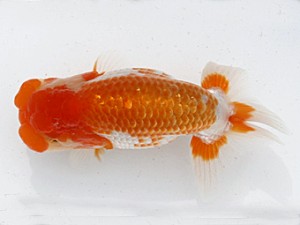 福岡観魚会　東取締　諒一君　北川有二　東鱗会