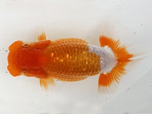 福岡観魚会　西取締　らん弐　中尾晋作　熊蘭会