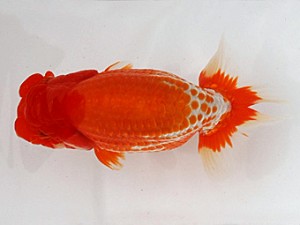 福岡観魚会　立行司　三系　川崎祥啓　一般