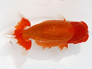 福岡観魚会　東取締　小春　潮田哲久　下関観魚会