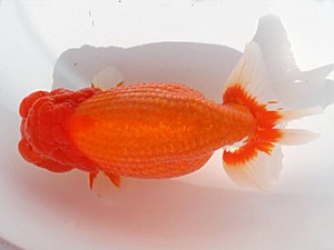 福岡観魚会　東大関　巌流の誉　金子博昭　下関観魚会