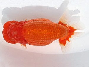 福岡観魚会　西大関　長州の誉　金子博昭　下関観魚会