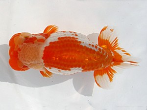 福岡観魚会　立行司　三太　藤野辰巳　福岡観魚会