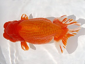 福岡観魚会　東取締　櫻　堀谷博之　下関観魚会