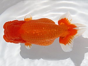 福岡観魚会　西取締　和泉の華　伊豆英二　福岡観魚会