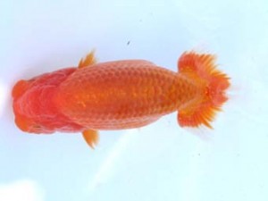 福山らんちゅう愛魚会　一席　河合隆章　倉敷市