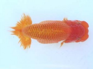 福山らんちゅう愛魚会　二席　八杉健次　福山市