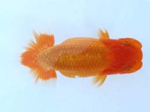 福山らんちゅう愛魚会　四席　高尾昌幸　倉敷市