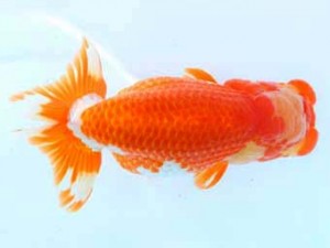 福山らんちゅう愛魚会　一席　鈴木義信　岡山市