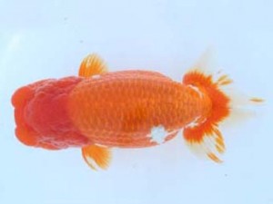 福山らんちゅう愛魚会　二席　武田悦男　福山市