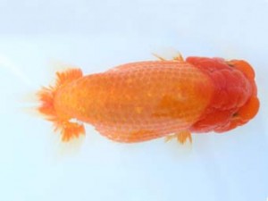 福山らんちゅう愛魚会　三席　武田悦男　福山市