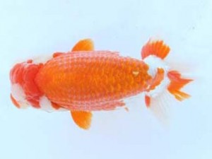 福山らんちゅう愛魚会　四席　中島健一郎　浅口市