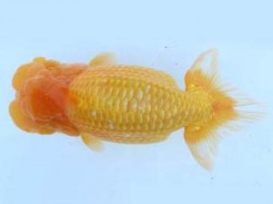 福山らんちゅう愛魚会　五席　岡田義則　広島市