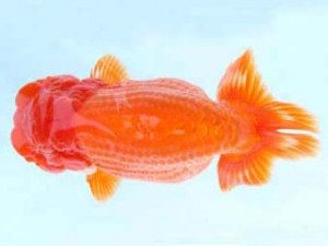 福山らんちゅう愛魚会　一席　田代史郎　倉敷市