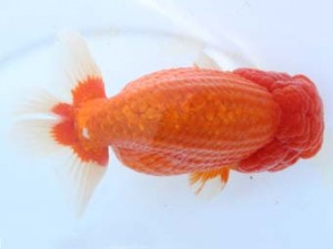 福山らんちゅう愛魚会　二席　鈴木義信　岡山市