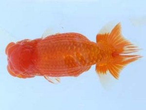 福山らんちゅう愛魚会　三席　小山敏信　東広島市