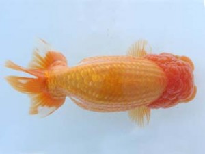 福山らんちゅう愛魚会　五席　賀谷和夫　広島市