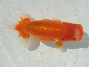 蒲郡錦友会　西大関　岡田幾三　一色