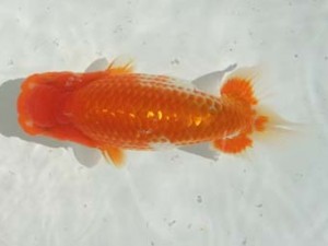 蒲郡錦友会　立行司　江口弘旨　安城