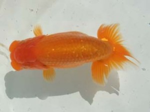 蒲郡錦友会　東取締　小早川義幸　半田