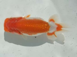 蒲郡錦友会　西取締　古川伸二　蒲郡