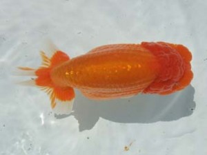 蒲郡錦友会　西大関　荒井実明　一色