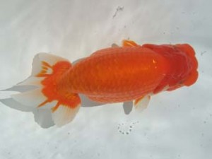 蒲郡錦友会　東取締　岡田幾三　一色