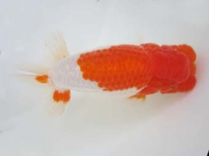 蒲郡錦友会　西取締　鈴木初男　西尾