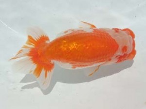 蒲郡錦友会　東大関　板倉一清　蒲郡