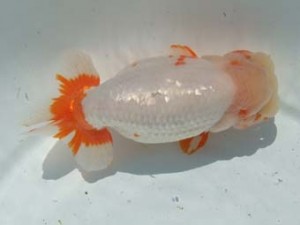 蒲郡錦友会　西大関　野口　弘　半田