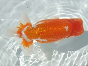 蒲郡錦友会　立行司　鈴木初男　西尾