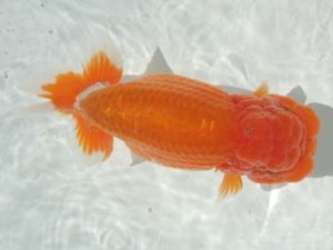 蒲郡錦友会　東取締　佐原政男　豊川