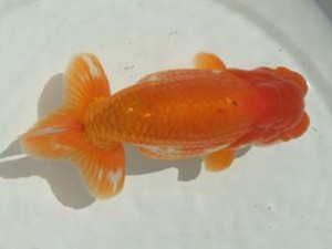 蒲郡錦友会　西取締　鯉江正道　常滑