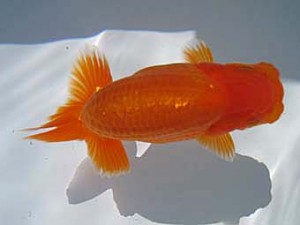 八戸らんちう会　東大関　林檎　新谷　満　五所川原市