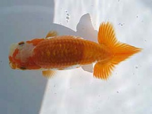 八戸らんちう会　立行司　阿保儀男  平内町