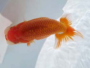 八戸らんちう会　取締一　藤田　誠  青森市