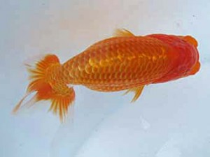 八戸らんちう会　取締二　杉淵昌三  青森市