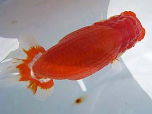 八戸らんちう会　東大関　光姫　安田光伸　青森市