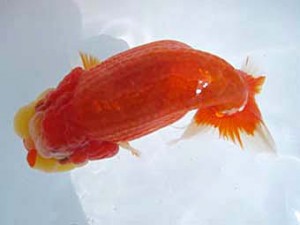 八戸らんちう会　西大関　百姫　安田光伸　青森市