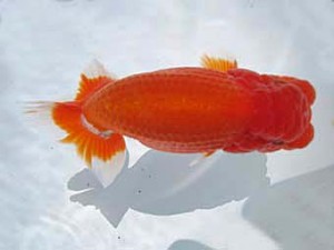 八戸らんちう会　立行司　藤田　誠　青森市