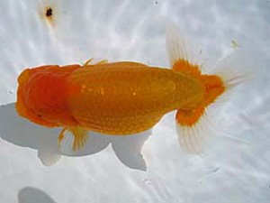 八戸らんちう会　取締一　新谷　満  五所川原市